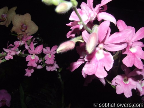 Calanthe